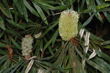 APII jpeg image of Banksia integrifolia var. aquilonia  © contact APII