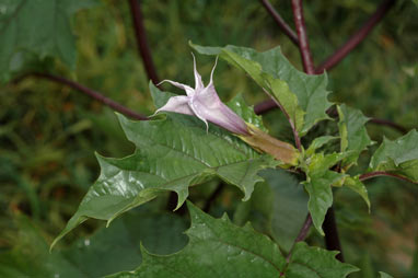 APII jpeg image of Datura stramonium  © contact APII