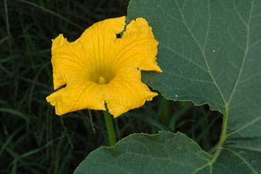 APII jpeg image of Cucurbita maxima  © contact APII