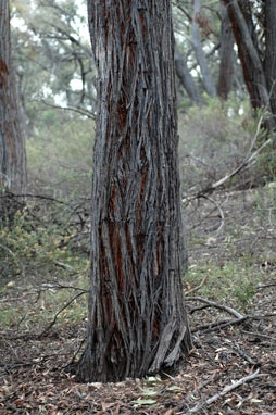 APII jpeg image of Eucalyptus macrorhyncha  © contact APII