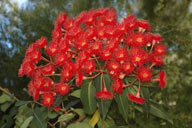 Corymbia 'Summer Red'