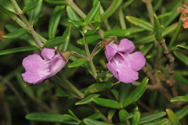 APII jpeg image of Prostanthera linearis  © contact APII