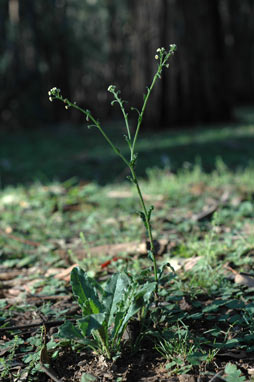 APII jpeg image of Cynoglossum suaveolens  © contact APII