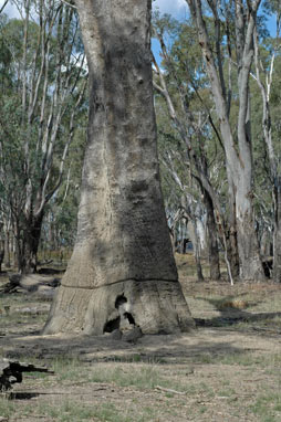 APII jpeg image of Eucalyptus camaldulensis  © contact APII