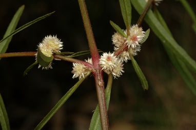 APII jpeg image of Alternanthera denticulata  © contact APII