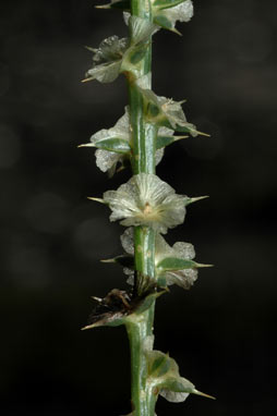 APII jpeg image of Salsola tragus  © contact APII