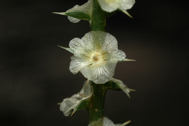 APII jpeg image of Salsola tragus  © contact APII