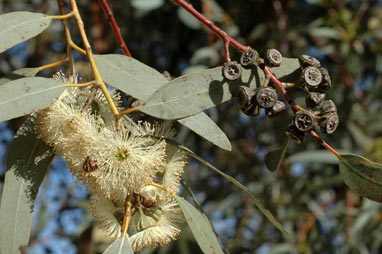 APII jpeg image of Eucalyptus lesouefii  © contact APII