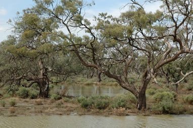 APII jpeg image of Eucalyptus largiflorens  © contact APII