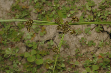 APII jpeg image of Cyperus difformis  © contact APII