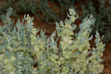 APII jpeg image of Atriplex lindleyi subsp. lindleyi  © contact APII