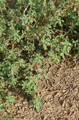 APII jpeg image of Amaranthus macrocarpus var. macrocarpus  © contact APII