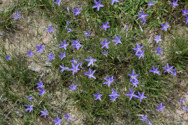 APII jpeg image of Wahlenbergia communis  © contact APII