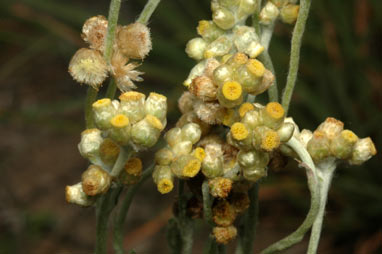 APII jpeg image of Helichrysum luteoalbum  © contact APII