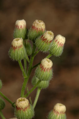 APII jpeg image of Erigeron bonariensis  © contact APII