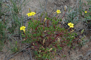 APII jpeg image of Oxalis perennans  © contact APII