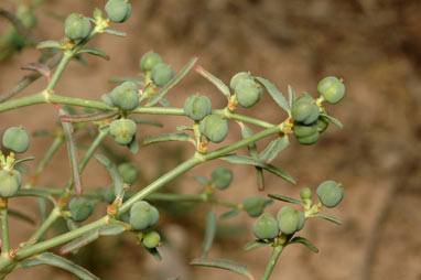 APII jpeg image of Euphorbia planiticola  © contact APII