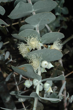 APII jpeg image of Eucalyptus pulverulenta  © contact APII