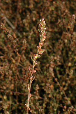 APII jpeg image of Polygonum aviculare  © contact APII