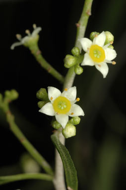 APII jpeg image of Geijera parvifolia  © contact APII