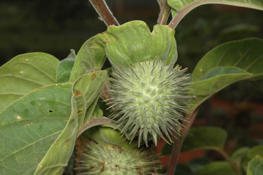 APII jpeg image of Datura inoxia  © contact APII