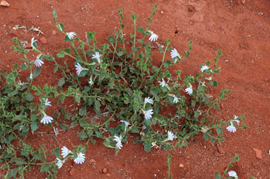 APII jpeg image of Scaevola humilis  © contact APII