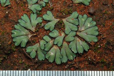 APII jpeg image of Riccia inflexa  © contact APII