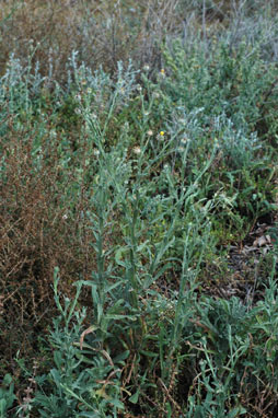 APII jpeg image of Centaurea melitensis  © contact APII