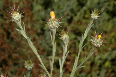 APII jpeg image of Centaurea melitensis  © contact APII