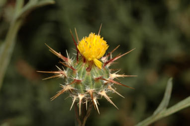 APII jpeg image of Centaurea melitensis  © contact APII