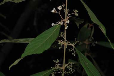 APII jpeg image of Callicarpa longifolia  © contact APII