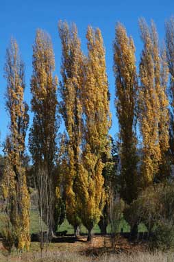 APII jpeg image of Populus nigra 'Italica'  © contact APII