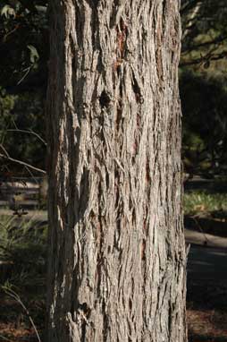 APII jpeg image of Eucalyptus reducta  © contact APII