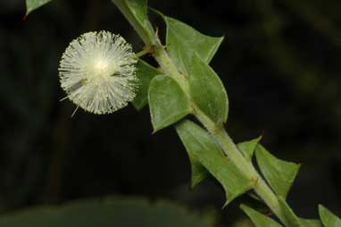 APII jpeg image of Acacia phlebopetala  © contact APII