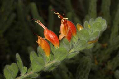 APII jpeg image of Eremophila splendens  © contact APII