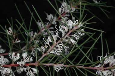 APII jpeg image of Hakea decurrens subsp. platytaenia  © contact APII