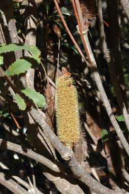 APII jpeg image of Banksia paludosa  © contact APII