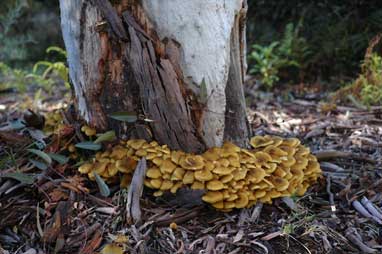 APII jpeg image of Armillaria luteobubalina  © contact APII