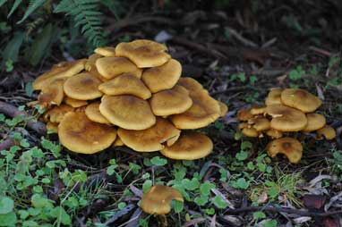 APII jpeg image of Armillaria luteobubalina  © contact APII