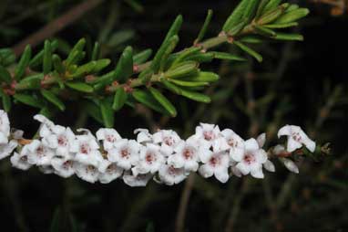 APII jpeg image of Epacris microphylla  © contact APII