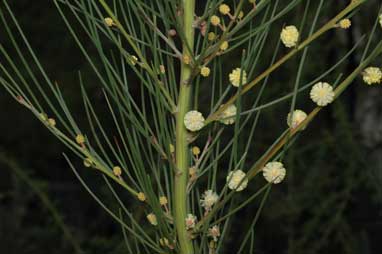APII jpeg image of Acacia ptychoclada  © contact APII