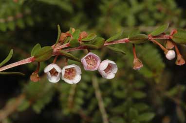 APII jpeg image of Thryptomene saxicola 'Payne's Selection'  © contact APII