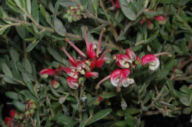 APII jpeg image of Grevillea 'Honeyeater Heaven'  © contact APII