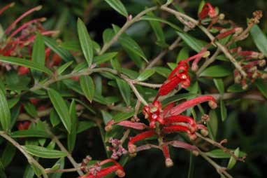 APII jpeg image of Grevillea 'Ember Glow'  © contact APII