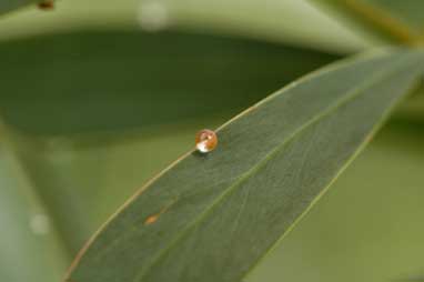 APII jpeg image of Acacia chrysella  © contact APII