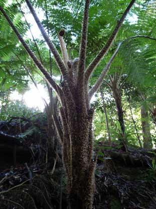 APII jpeg image of Cyathea cooperi  © contact APII