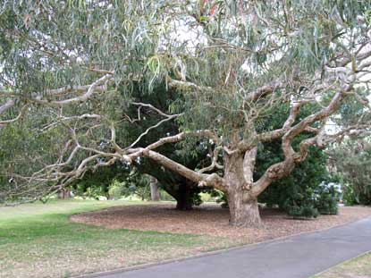 APII jpeg image of Eucalyptus maidenii  © contact APII