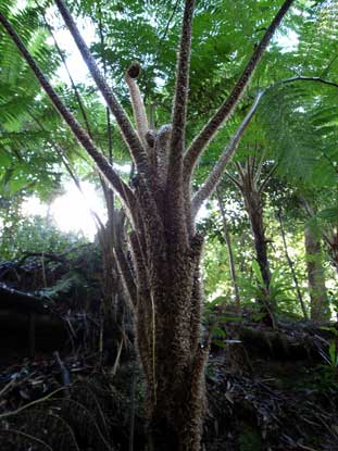 APII jpeg image of Cyathea cooperi  © contact APII