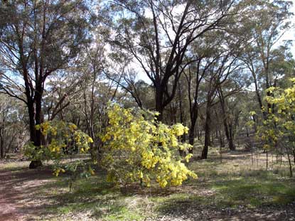 APII jpeg image of Acacia baileyana  © contact APII