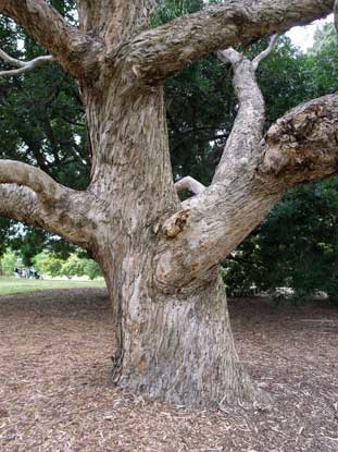 APII jpeg image of Eucalyptus maidenii  © contact APII